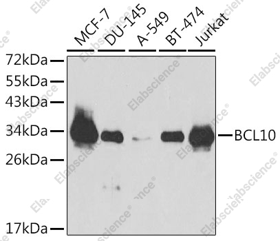 Вестерн-блоттинг, BCL10, различные клеточные линии