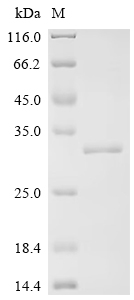 SDS-PAGE