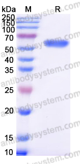 EHF90802, SDS-PAGE