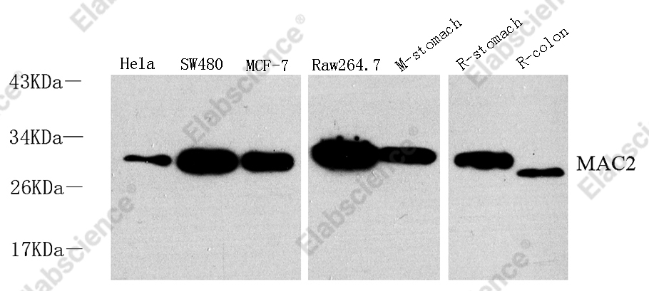 Вестерн-блоттинг, Galectin 3, различные образцы