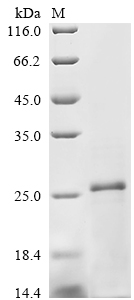 SDS-PAGE