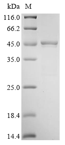 SDS-PAGE