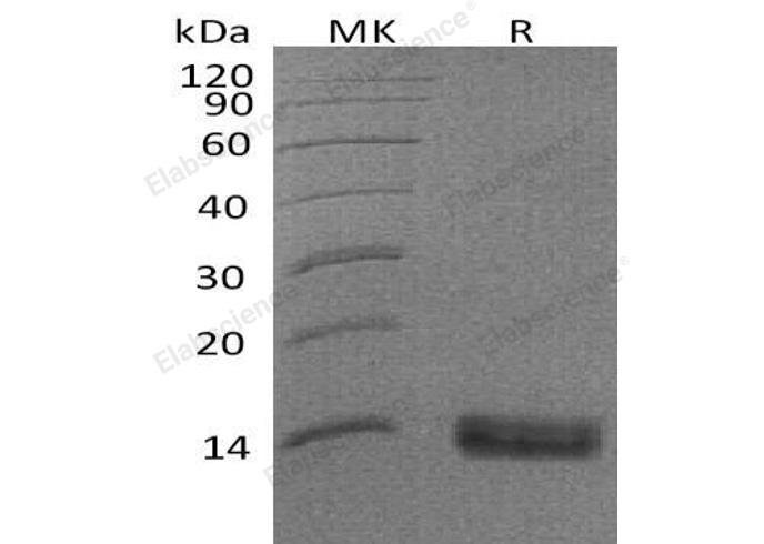 Валидация Elabscience PKSH033046(3420)