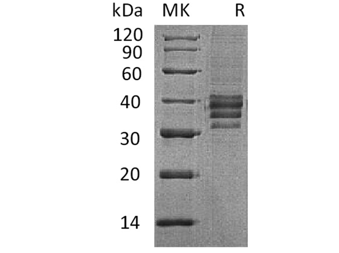 Валидация Elabscience PKSH033674(3957)