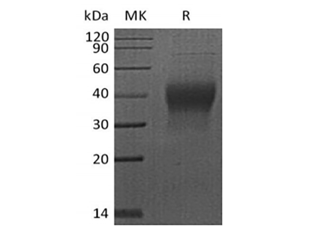 Валидация Elabscience PKSH033853(4088)