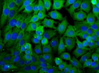 Валидация AssayVector ARM1822(2367)