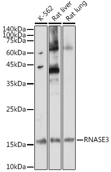 Валидация Elabscience E-AB-90865