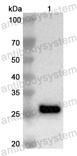 Валидация AntibodySystem PHB79601