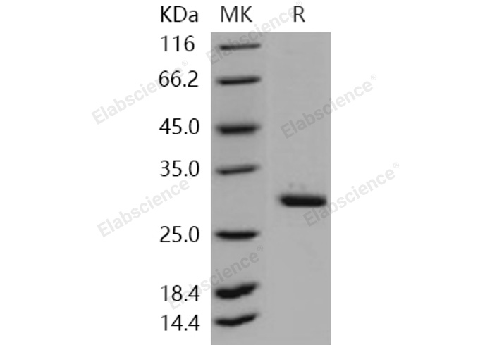 Валидация Elabscience PKSH031101(1886)