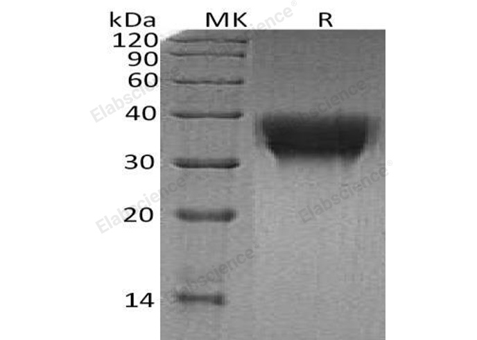 Валидация Elabscience PKSH033143(3501)