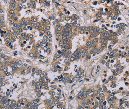 Валидация Elabscience E-AB-13451