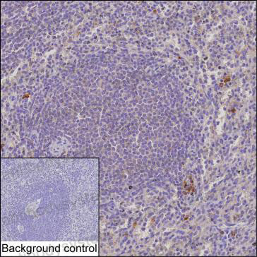 Валидация AntibodySystem RHG47403