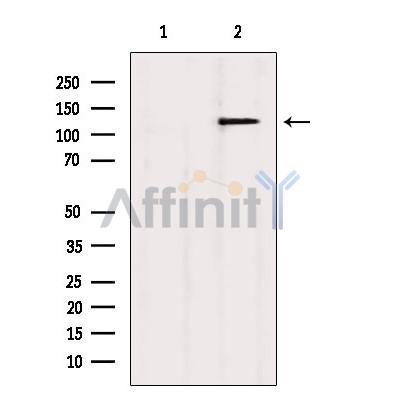 Валидация Affinity AF6397 - 3690