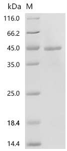 SDS-PAGE