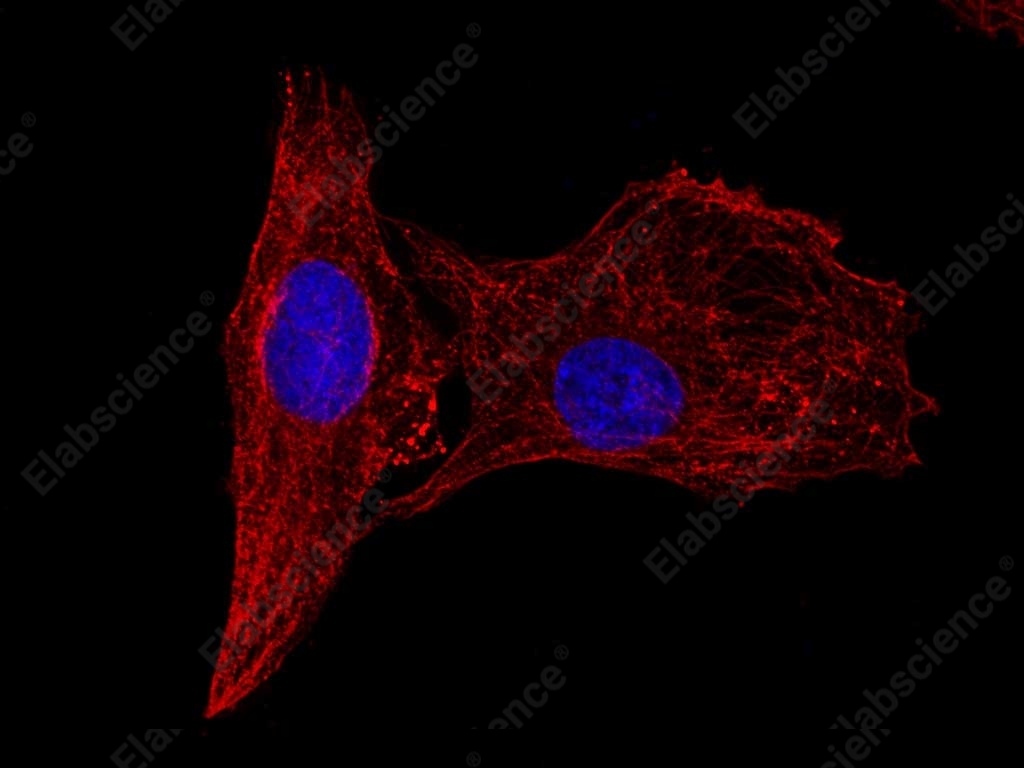Иммунофлуоресценция, beta Tubulin, клетки U-2 OS