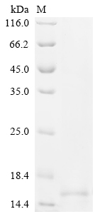 SDS-PAGE