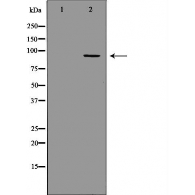 Валидация Affinity DF6205 - 17466