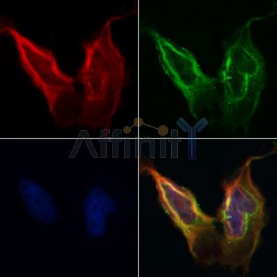 Валидация Affinity AF5239 - 2725