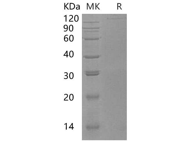 Валидация Elabscience PKSH032711(3140)