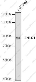Вестерн-блоттинг, ZNF471, клетки U-251MG