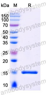 Валидация SDS-PAGE - AntibodySystem RCK81004