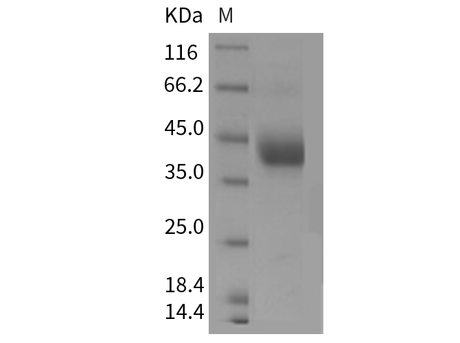 Валидация Elabscience PKSM040362(4364)