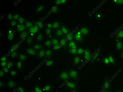 Иммунофлуоресценция, POU6F1, клетки A-549