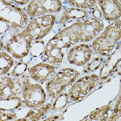 Валидация Elabscience E-AB-92402
