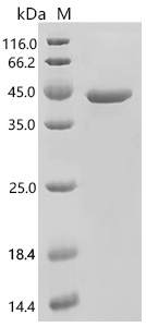 SDS-PAGE
