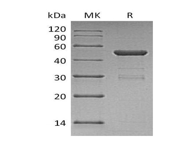 Валидация Elabscience PKSH033316(3648)