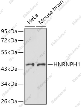 Вестерн-блоттинг, HNRNPH1, различные клеточные линии