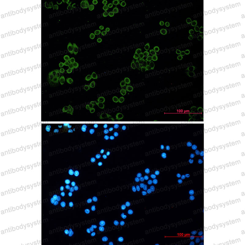 Валидация IF - AntibodySystem RHD36906