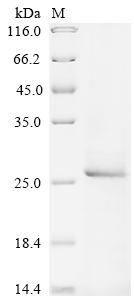 SDS-PAGE