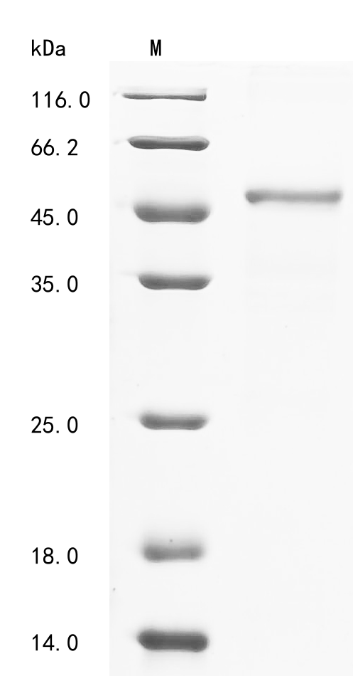 SDS-PAGE
