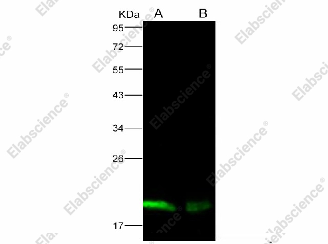 Вестерн-блоттинг, Nucleoprotein вируса Эбола, рекомбинантный белок
