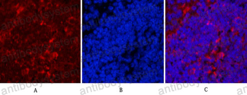 Валидация IF - AntibodySystem RHC31804 (375)