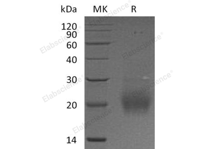 Валидация Elabscience PKSH032456(2927)