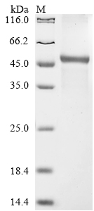 SDS-PAGE