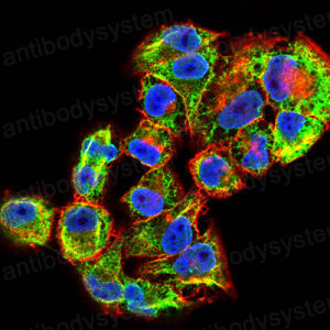 Валидация IF - AntibodySystem RHB98006