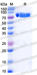EHB89601, SDS-PAGE