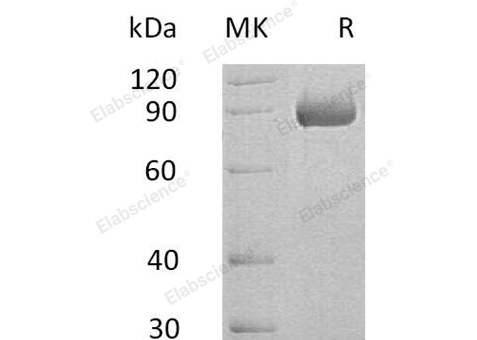 Валидация Elabscience PKSH033020(3400)
