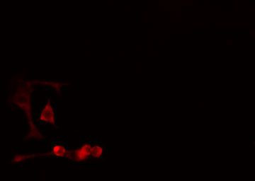 Валидация AssayVector ARM1688(1933)