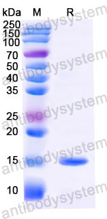 Валидация SDS-PAGE - AntibodySystem RHH22001