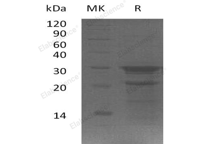 Валидация Elabscience PKSH032857(3265)