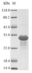 SDS-PAGE