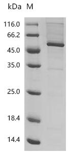 SDS-PAGE