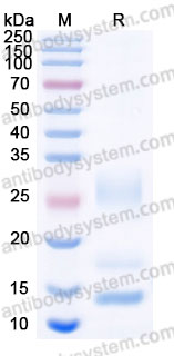 AHE07701, SDS-PAGE