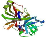 Macrophage Stimulating Protein (MSP) Macrophage Stimulating Protein (MSP)