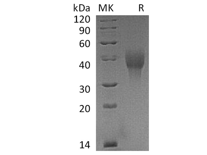 Валидация Elabscience PKSQ050014(5387)