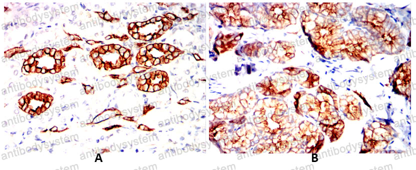 Валидация AntibodySystem RHC99506